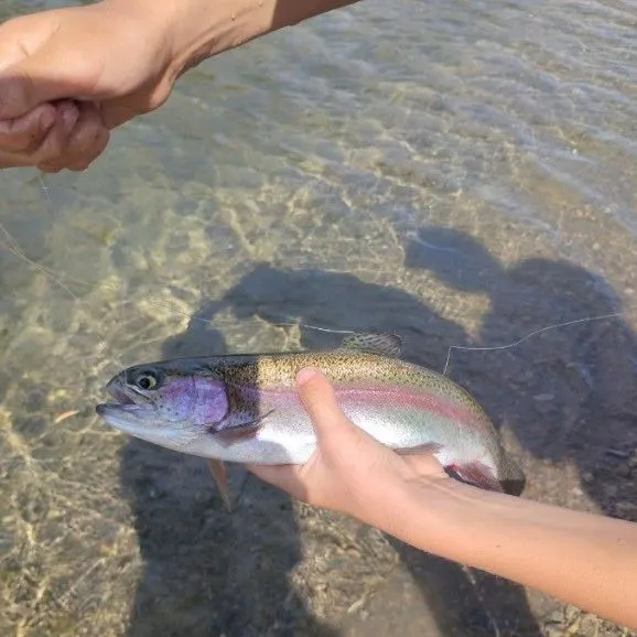 Rainbow trout caught on Fishbrain