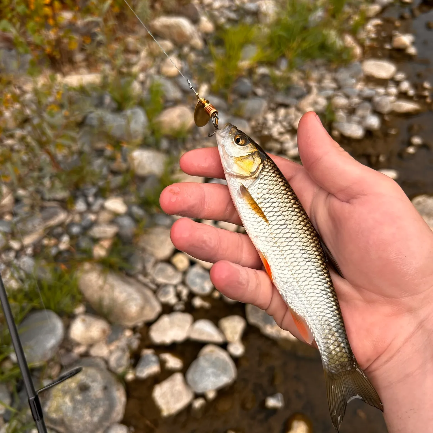 Fish caught on Fishbrain