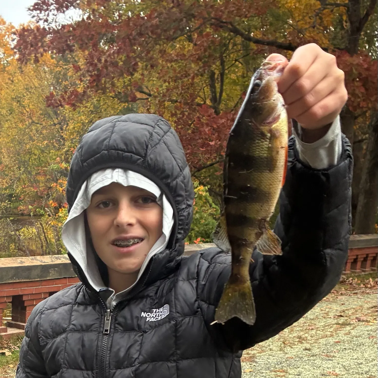 Yellow perch caught on Fishbrain