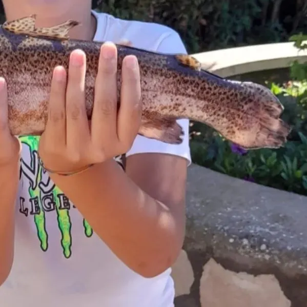 Rainbow trout caught on Fishbrain