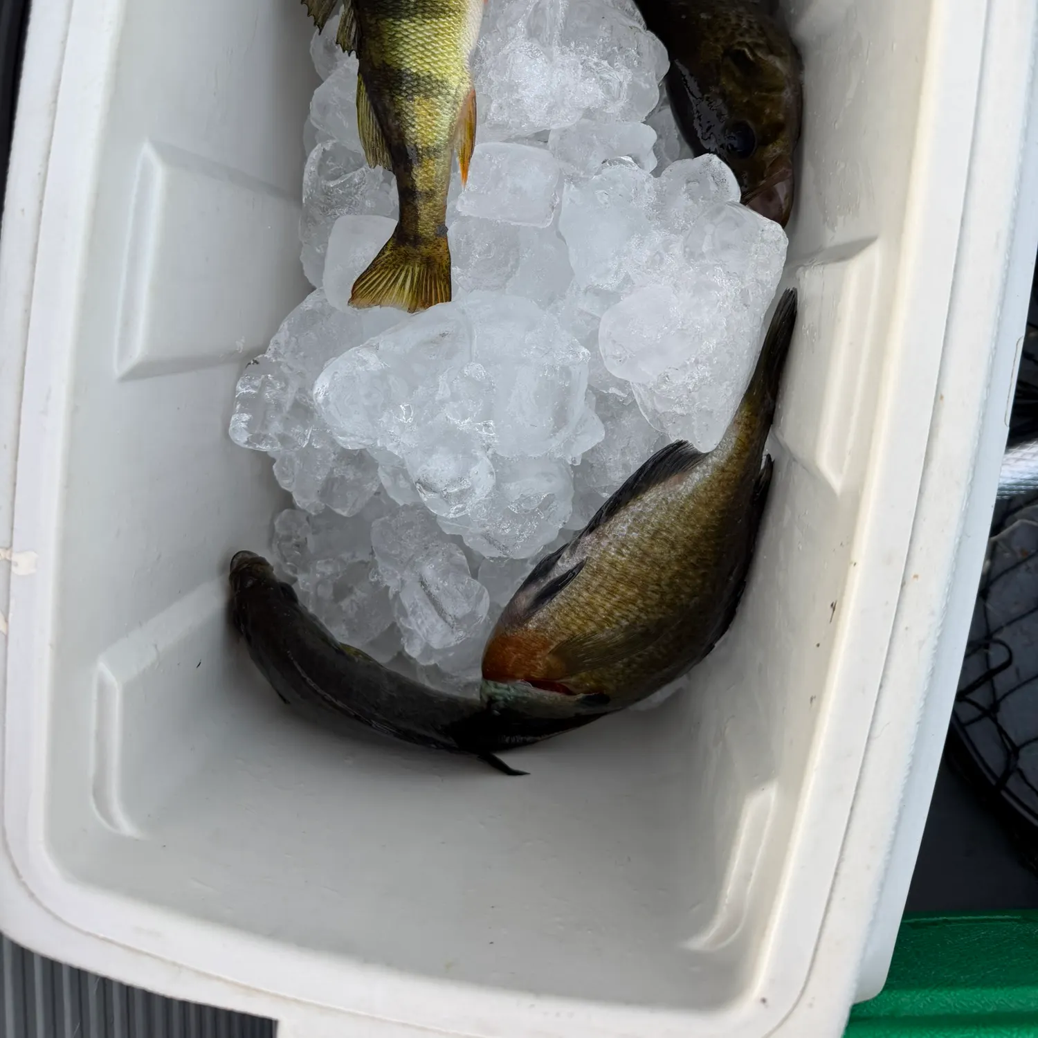 Yellow perch caught on Fishbrain