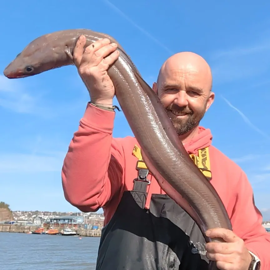 The most recent European conger catches on Fishbrain