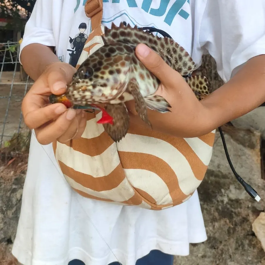 The most recent Longfin grouper catches on Fishbrain
