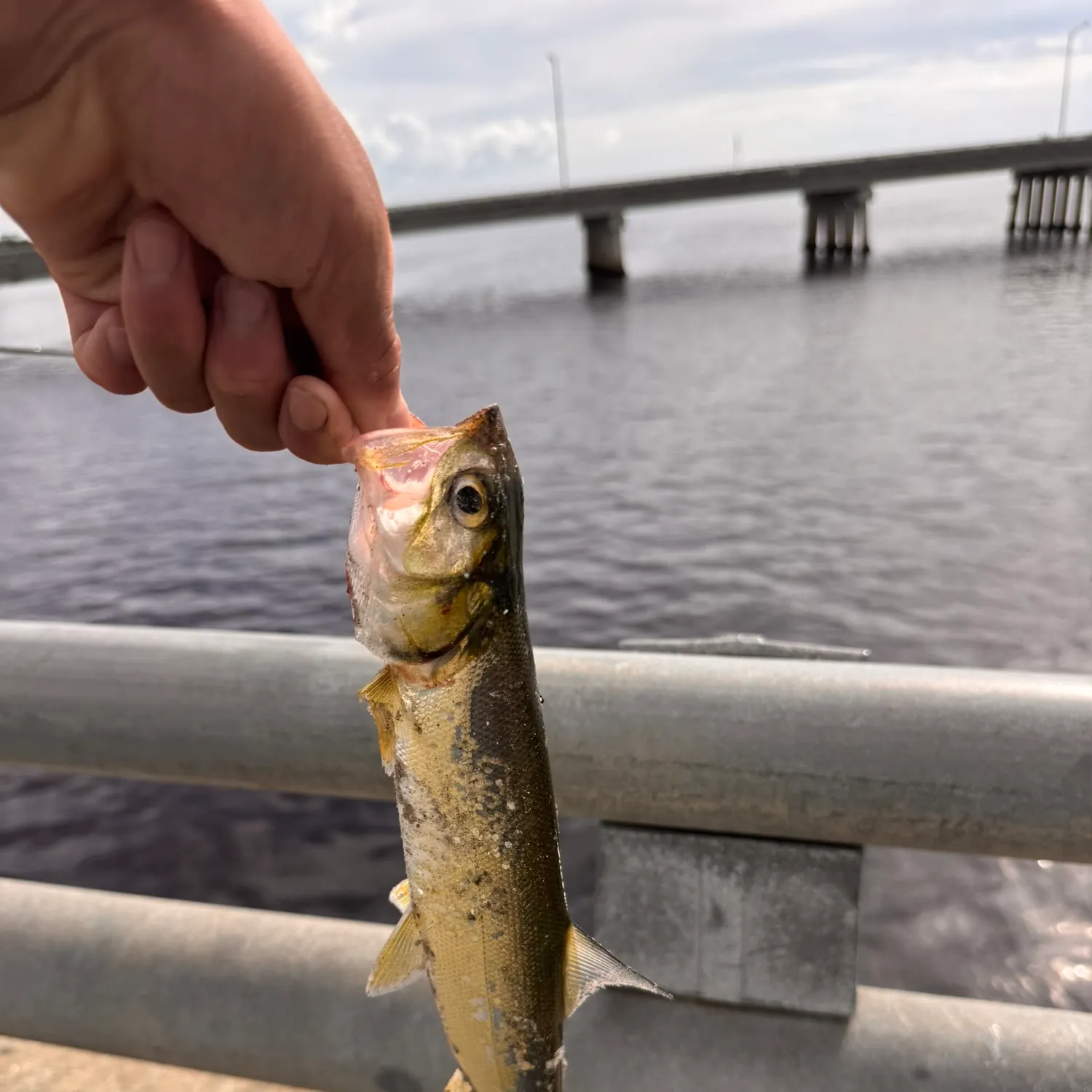 Ladyfish caught on Fishbrain