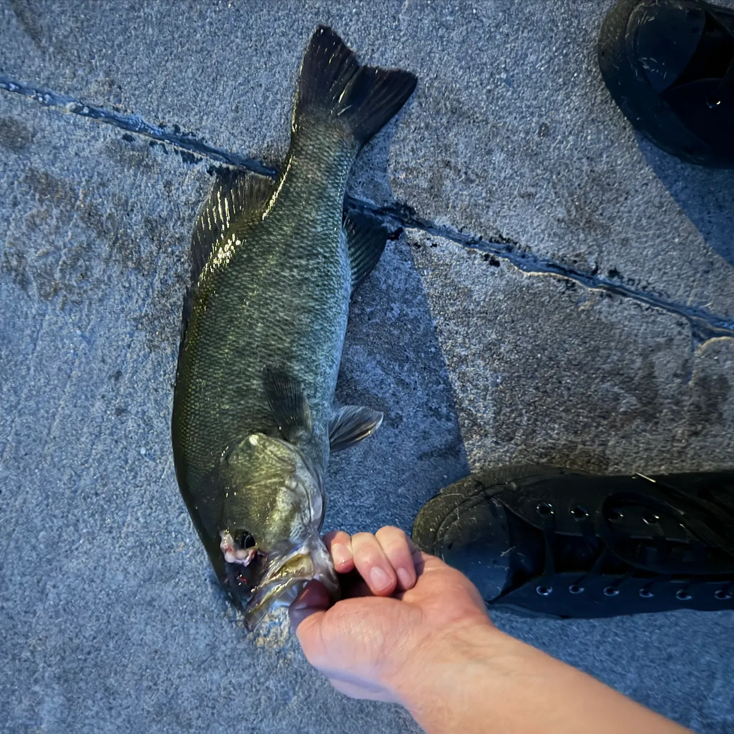 recently logged catches