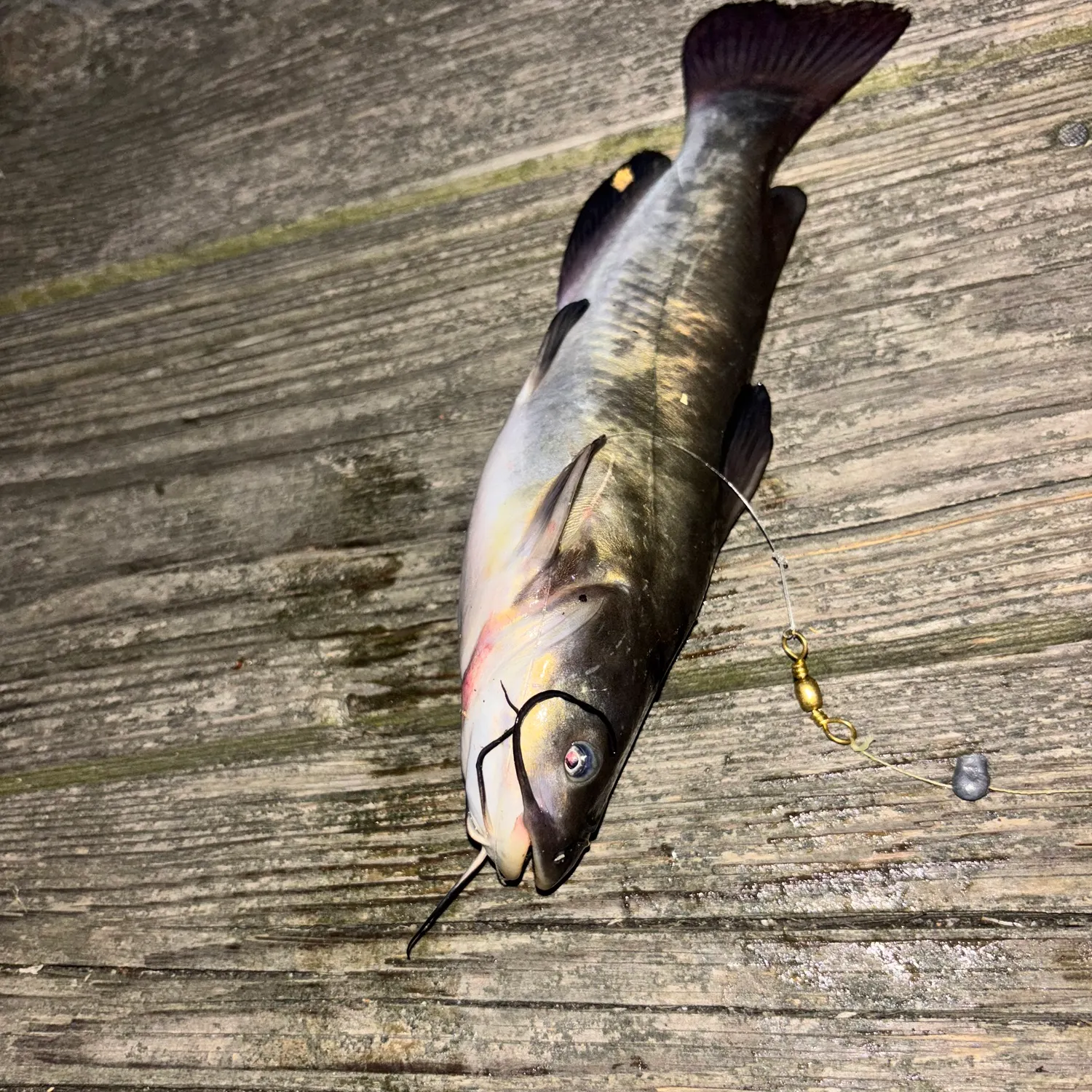 Black bullhead caught on Fishbrain