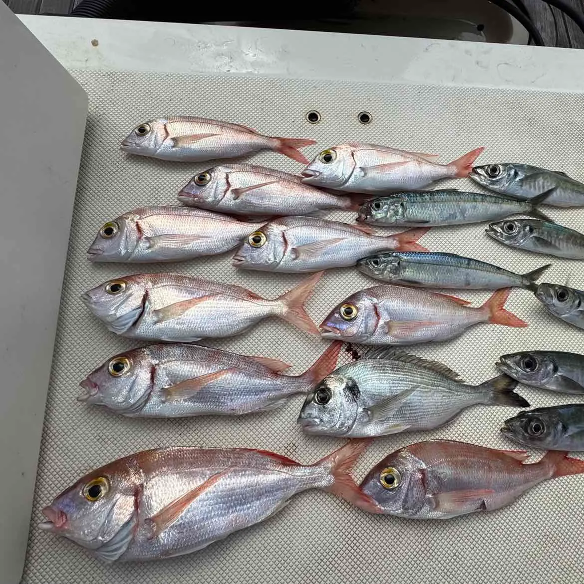 The most recent Gilthead seabream catches on Fishbrain