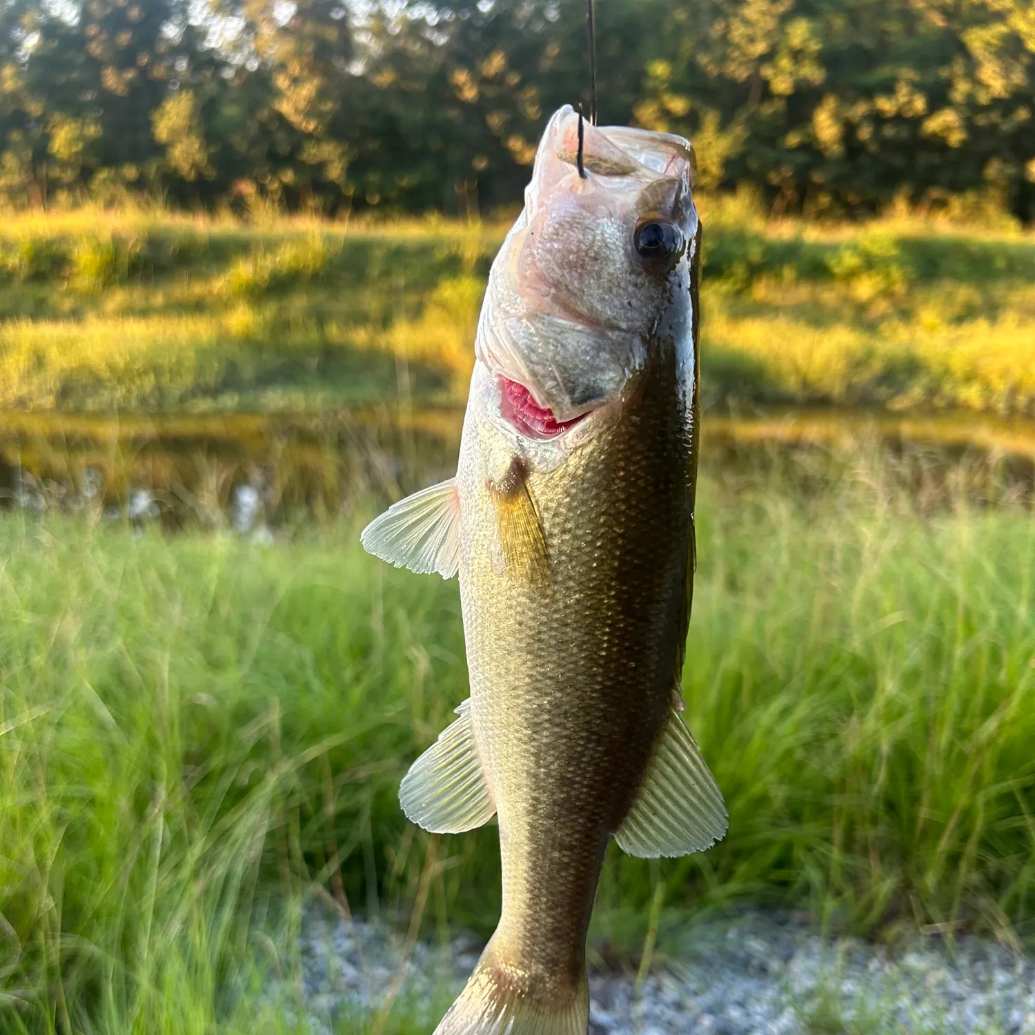 Largemouth bass caught on Fishbrain
