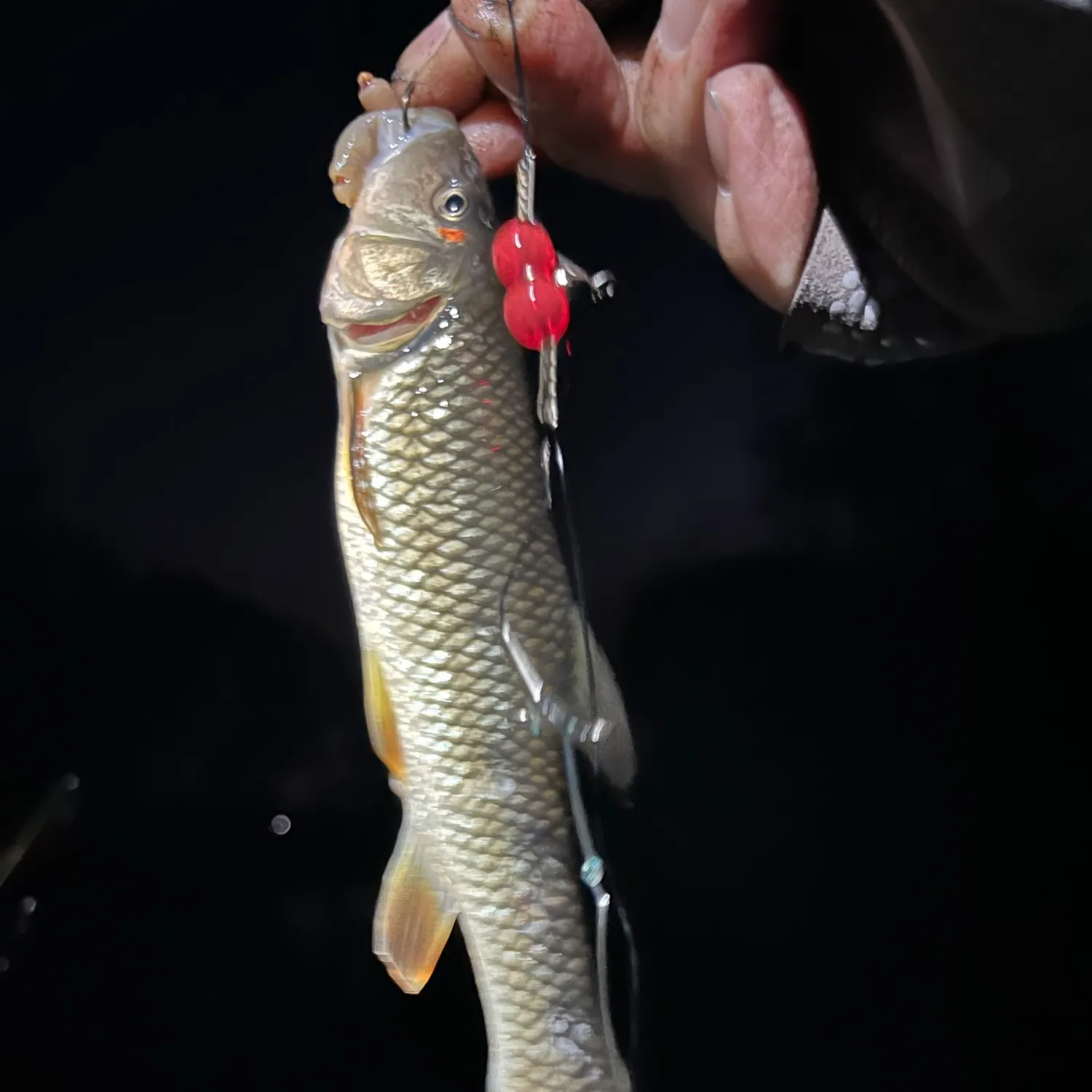 Hornyhead chub caught on Fishbrain