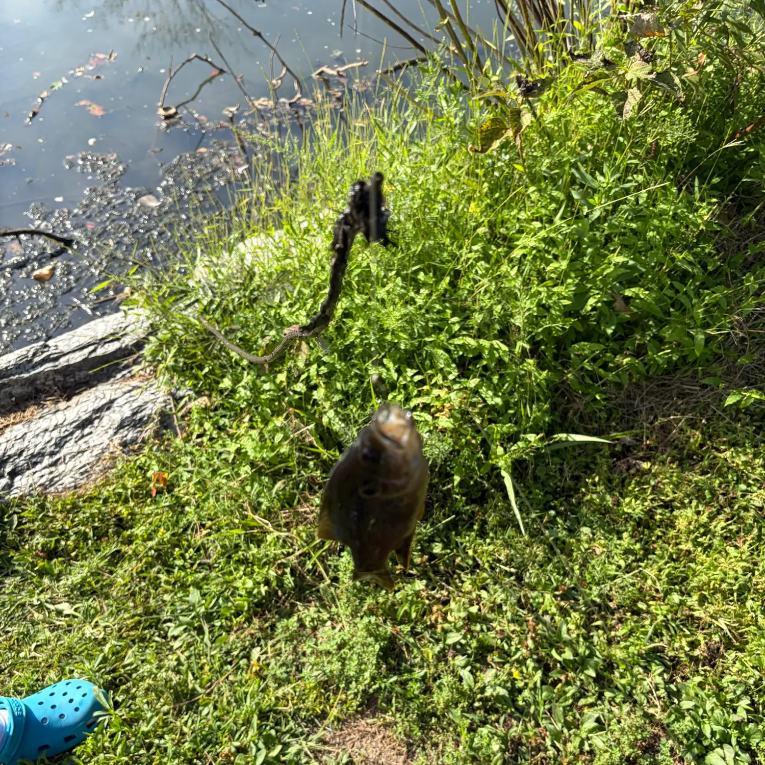 Bluegill caught on Fishbrain