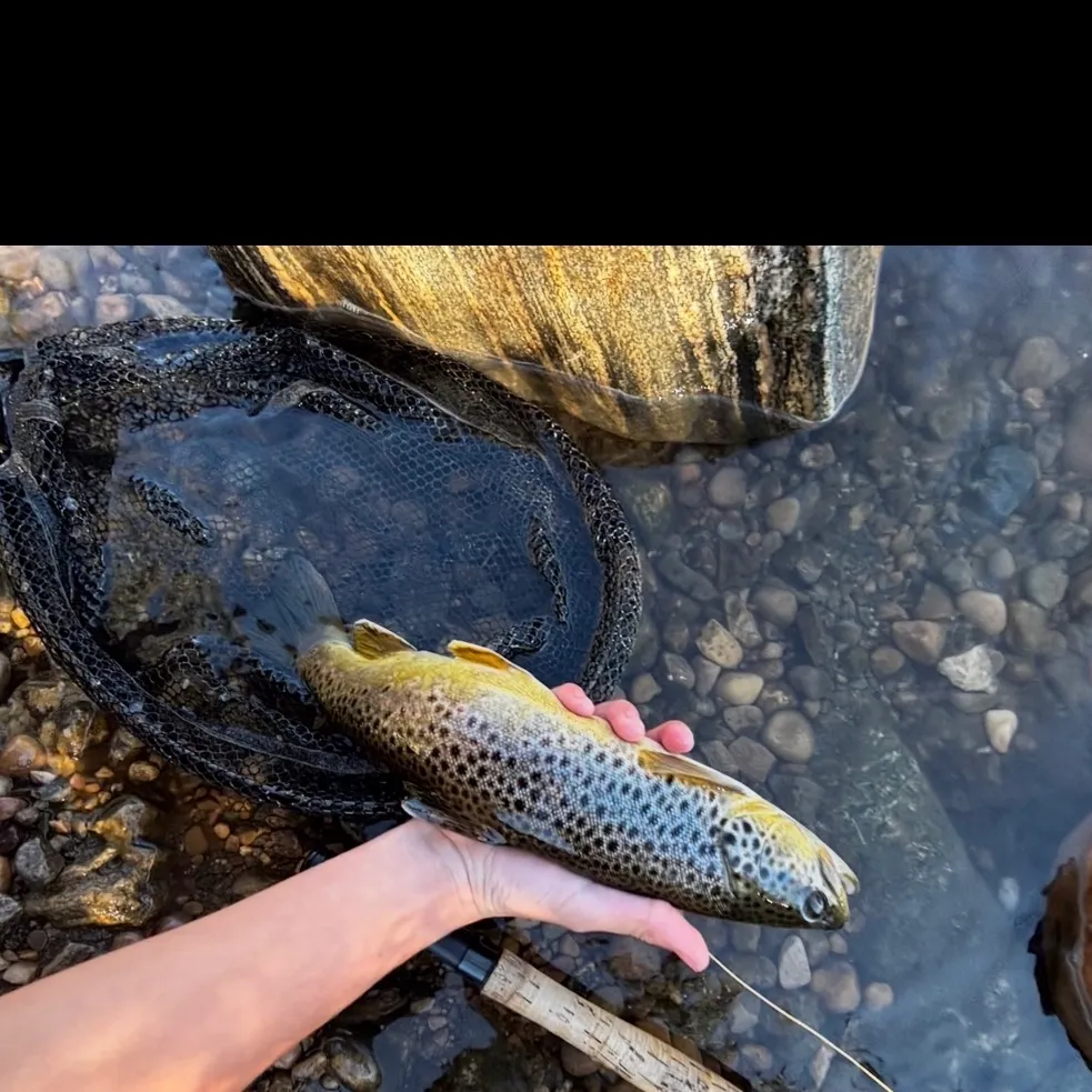 Brown trout caught on Fishbrain