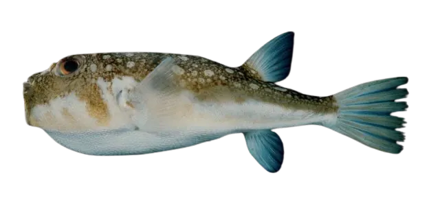 Evileye pufferfish