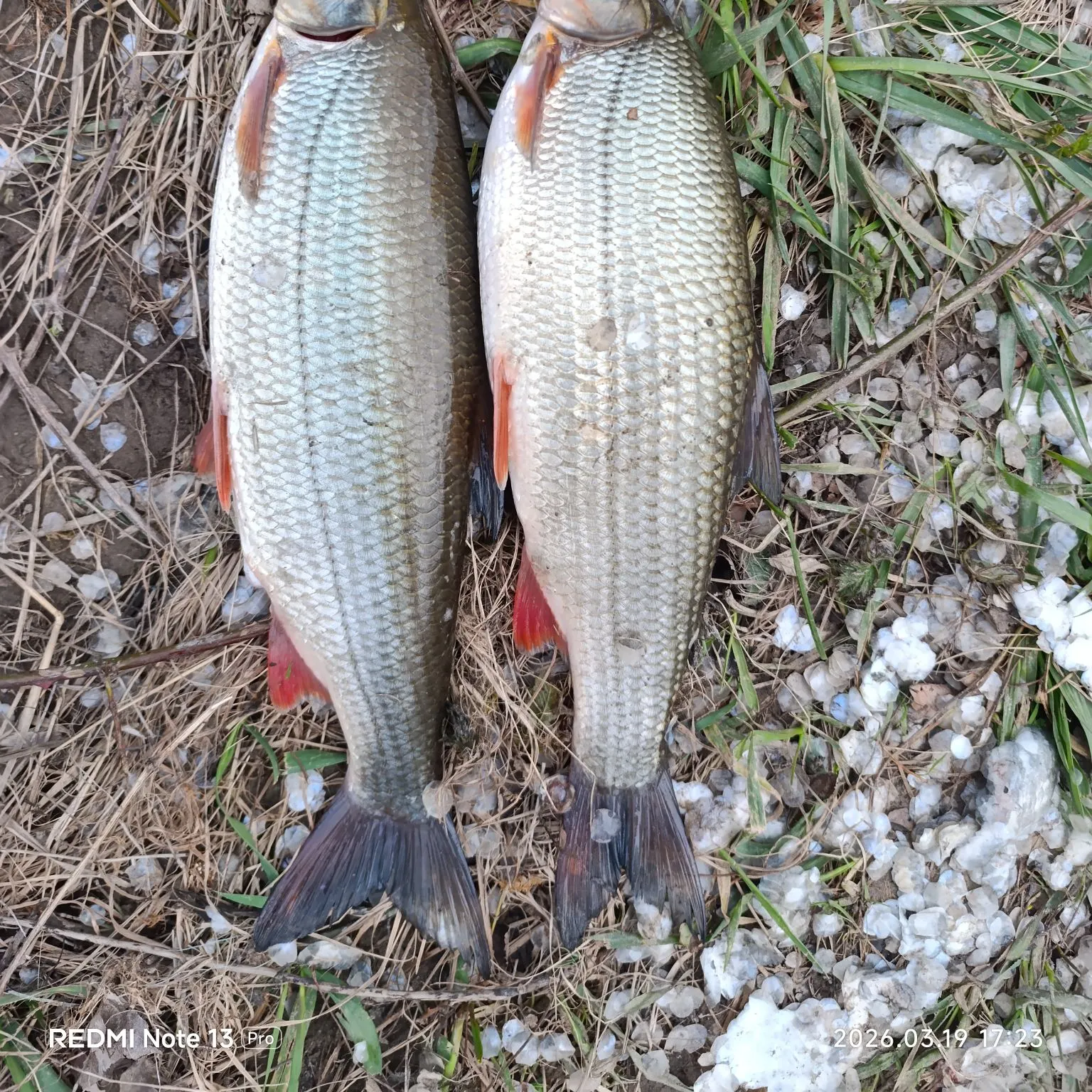 The most recent Common nase catches on Fishbrain