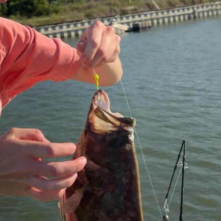 The most recent Southern flounder catches on Fishbrain