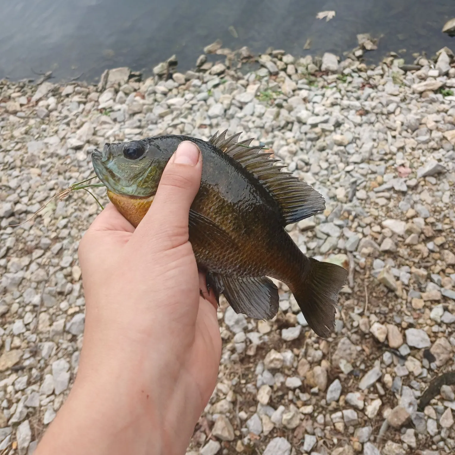 Bluegill caught on Fishbrain