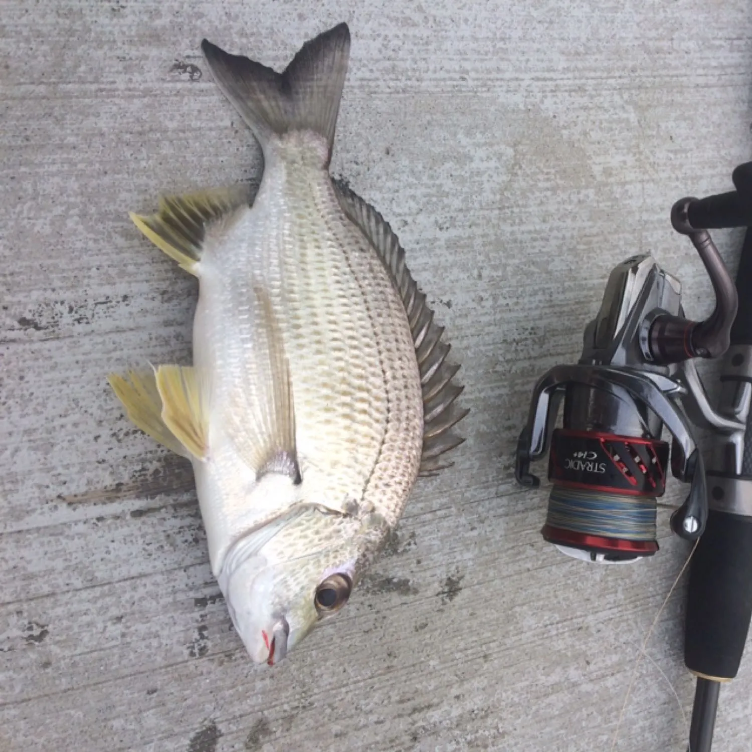 recently logged catches