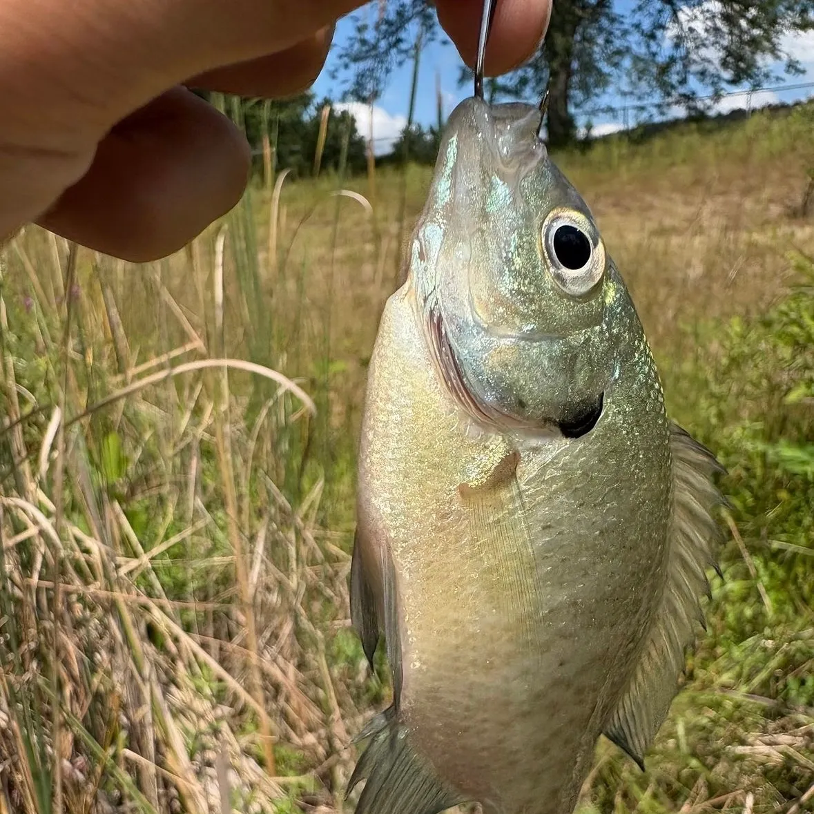 Redear sunfish caught on Fishbrain