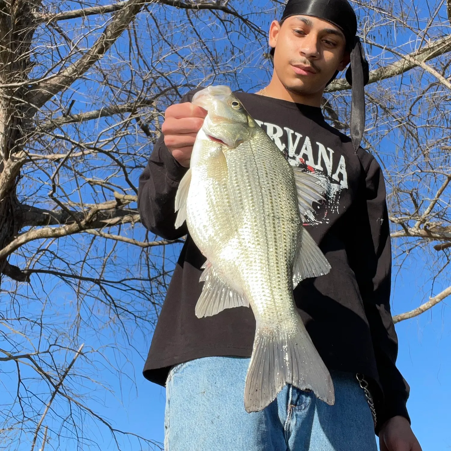 The most recent White bass catches on Fishbrain