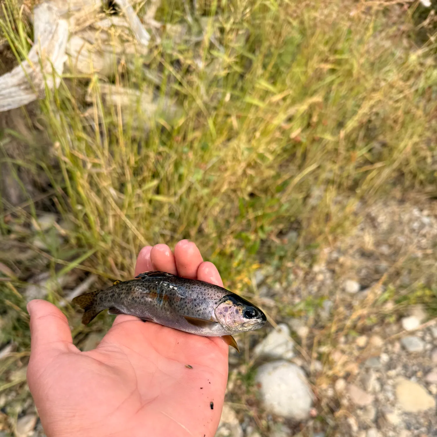 Fish caught on Fishbrain