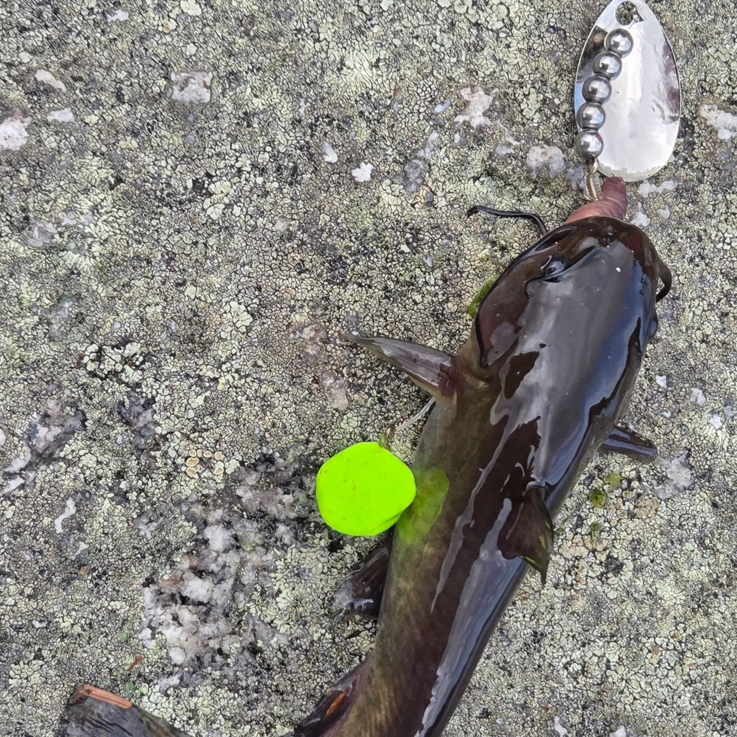 Black bullhead caught on Fishbrain