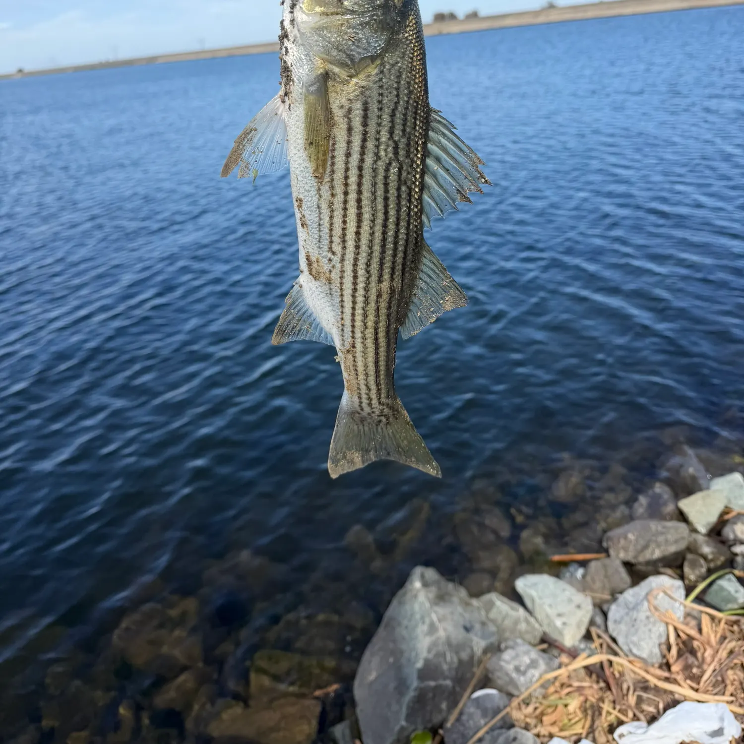 Striped bass caught on Fishbrain