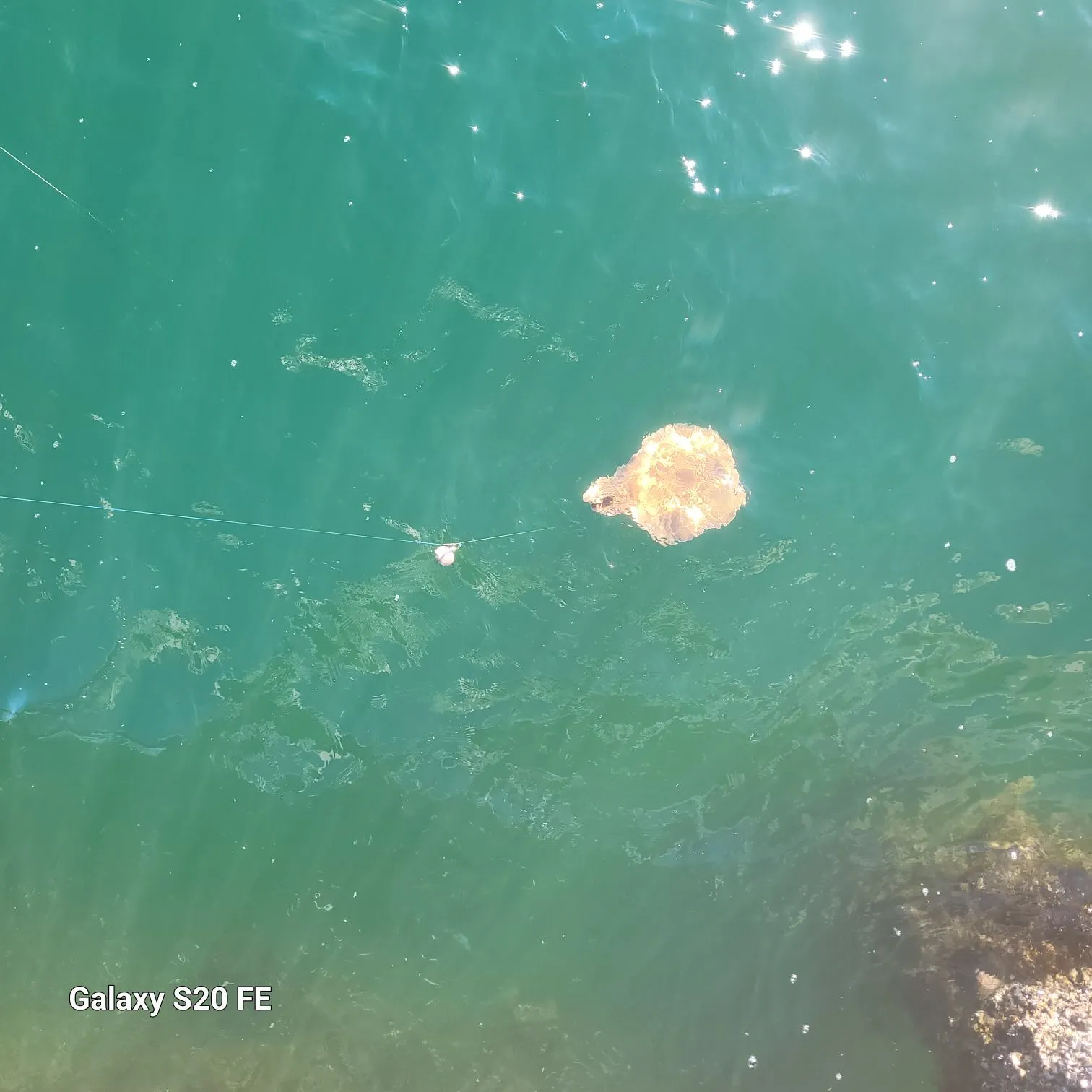 The most recent Coffin ray catches on Fishbrain