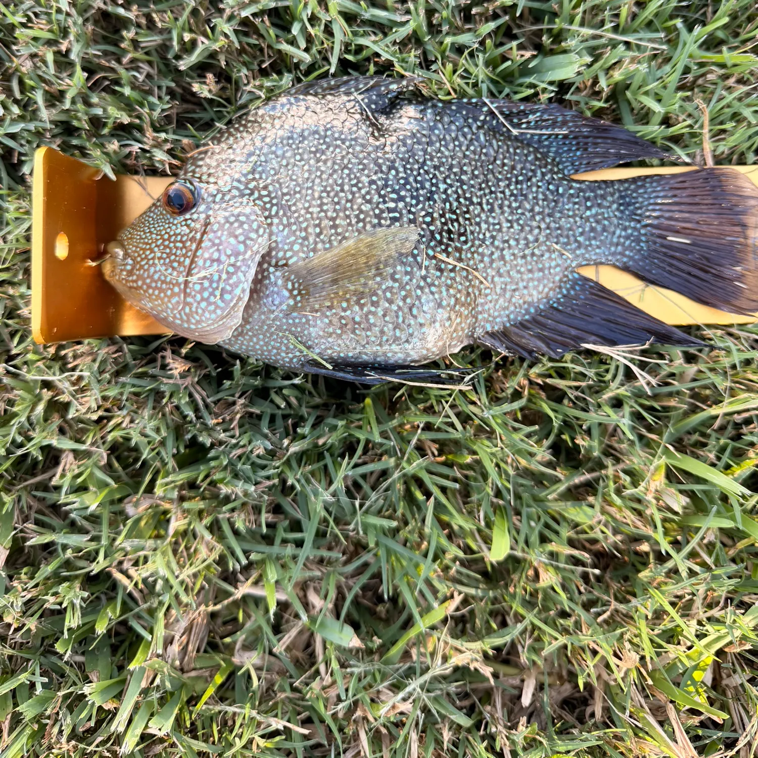 Rio Grande cichlid caught on Fishbrain