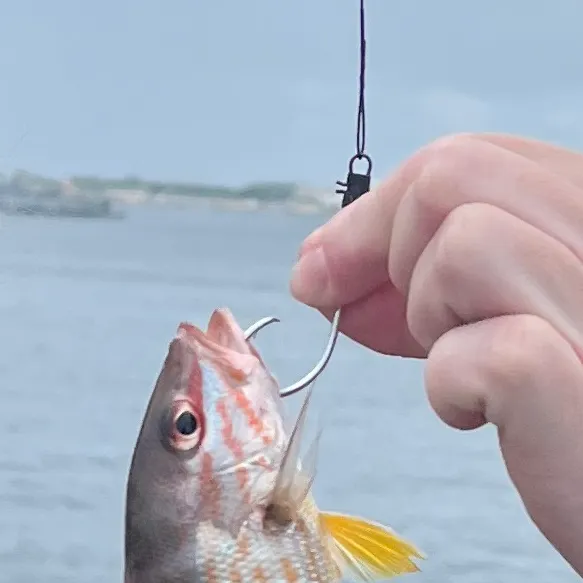 The most recent Lane snapper catches on Fishbrain