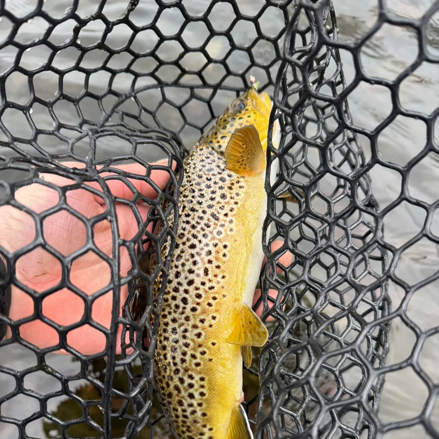 The most recent Brown trout catches on Fishbrain