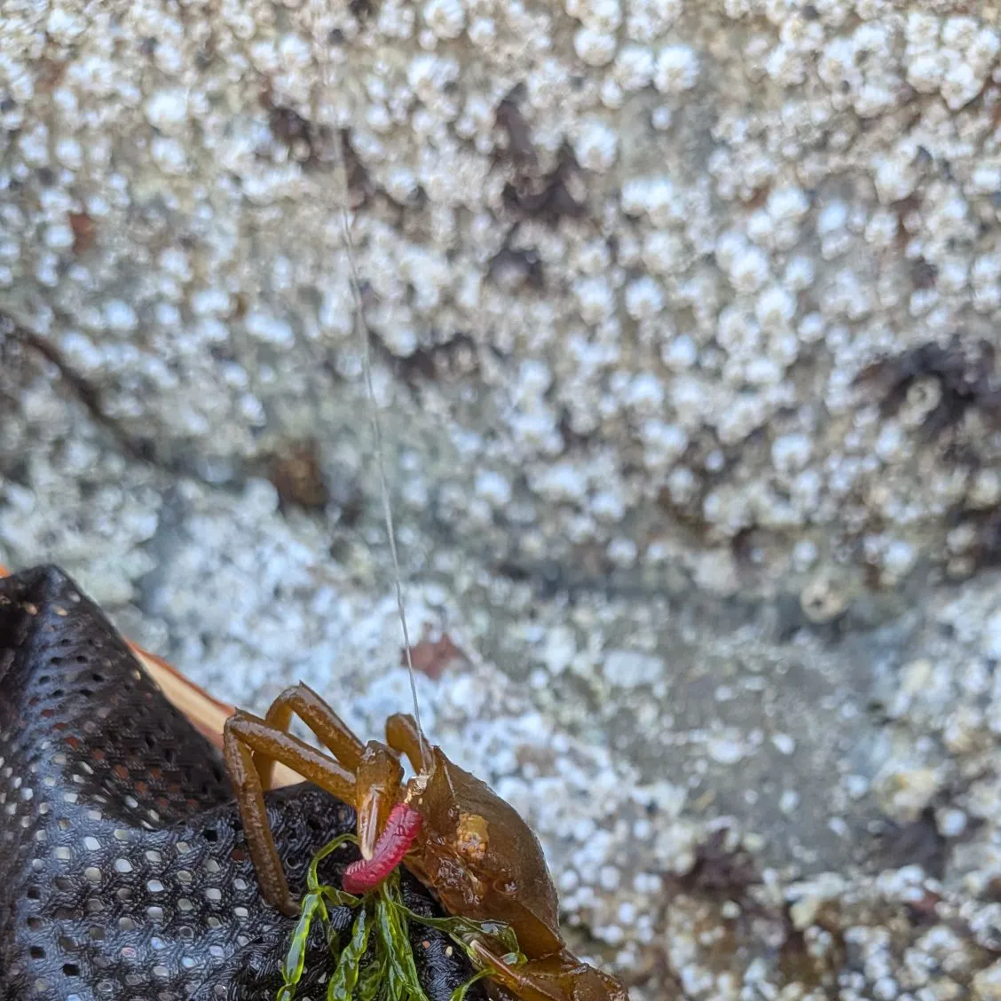 The most recent Northern kelp crab catches on Fishbrain