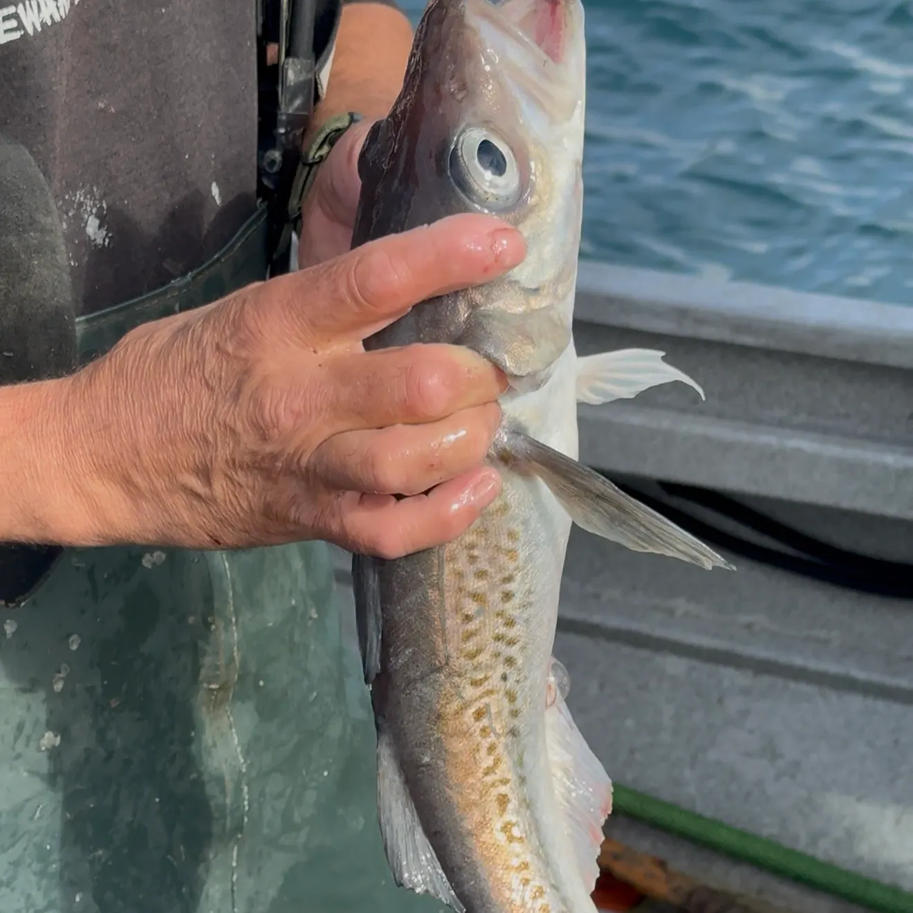 The most recent Alaska pollock catches on Fishbrain