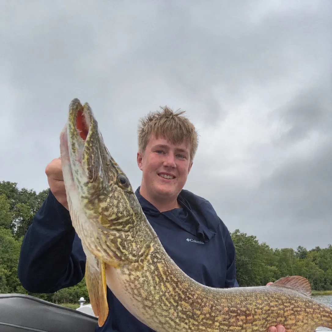 Northern pike caught on Fishbrain