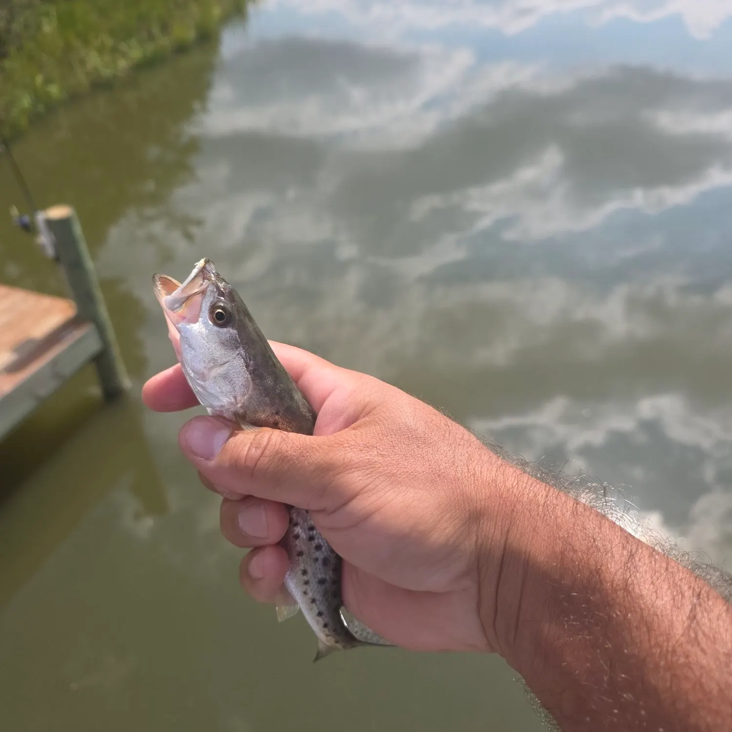 Spotted seatrout caught on Fishbrain