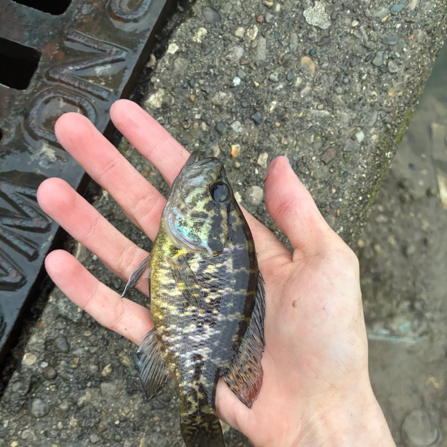 The most recent Warmouth catches on Fishbrain