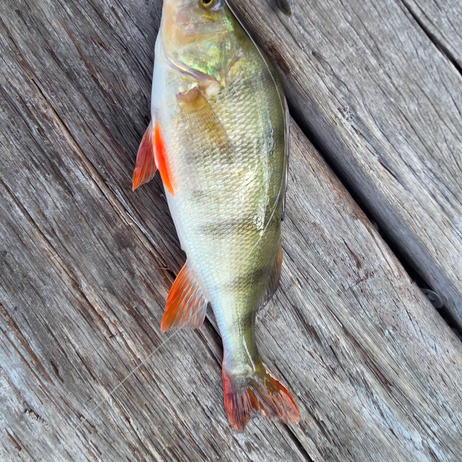 European perch caught on Fishbrain
