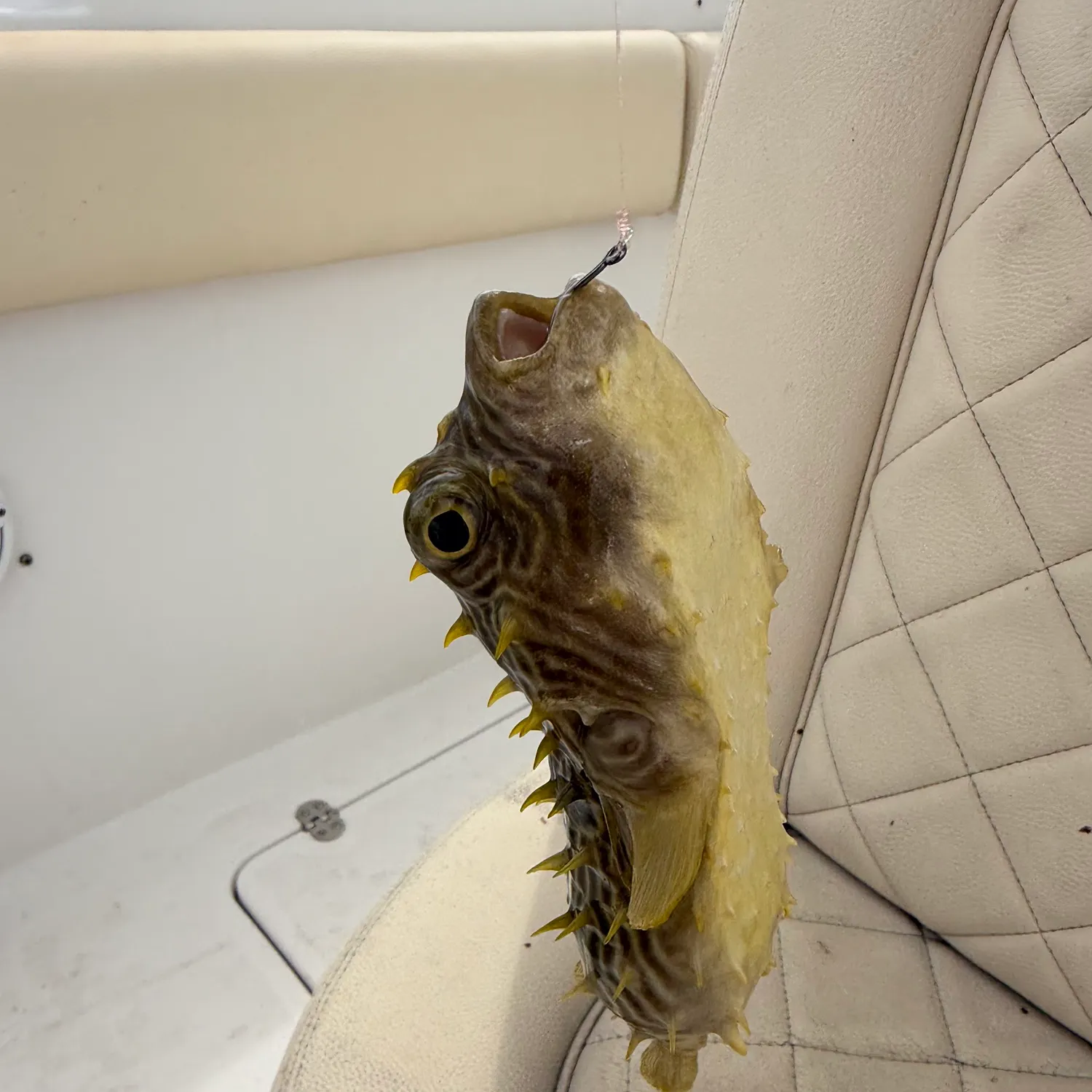 The most recent Spot-fin porcupinefish catches on Fishbrain