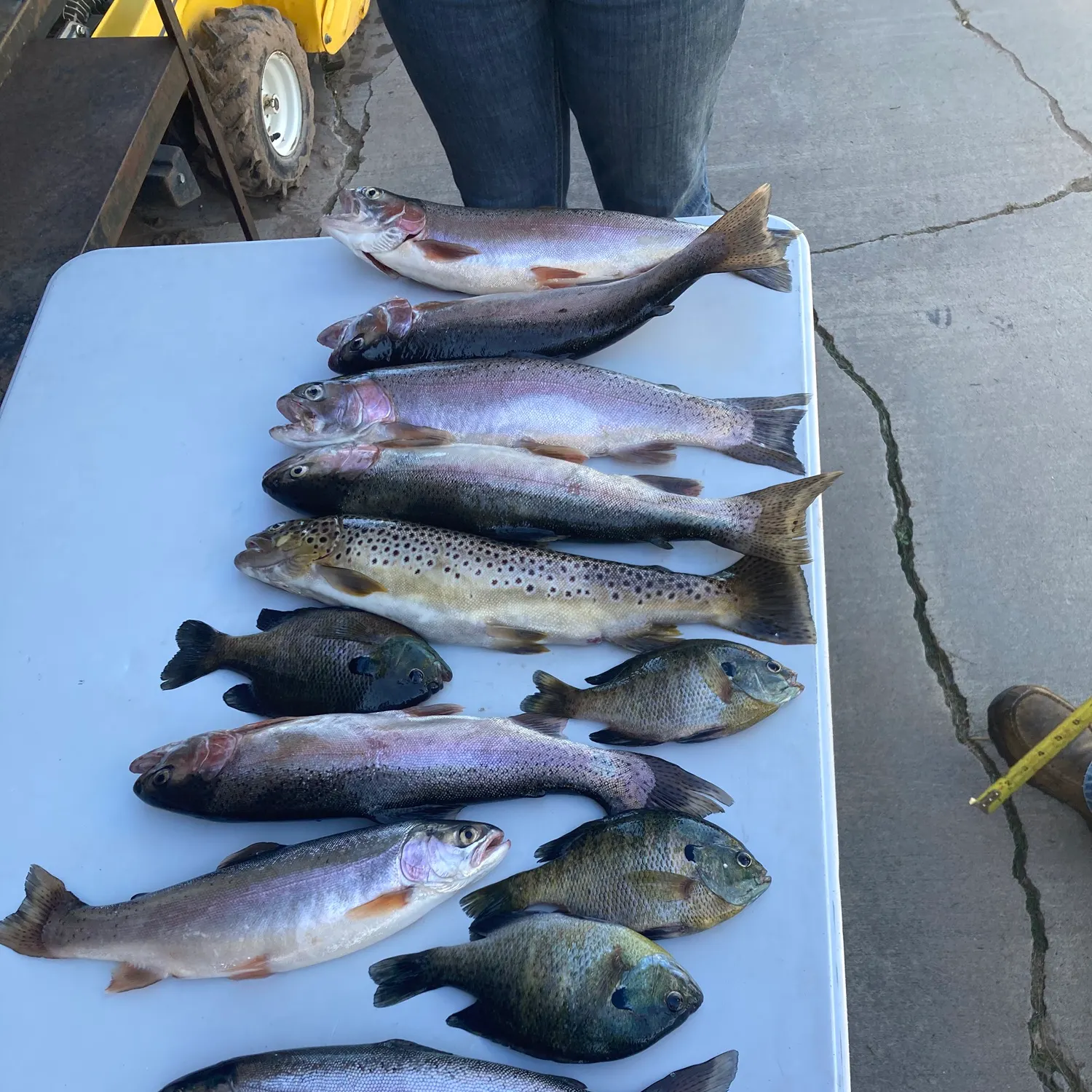 recently logged catches