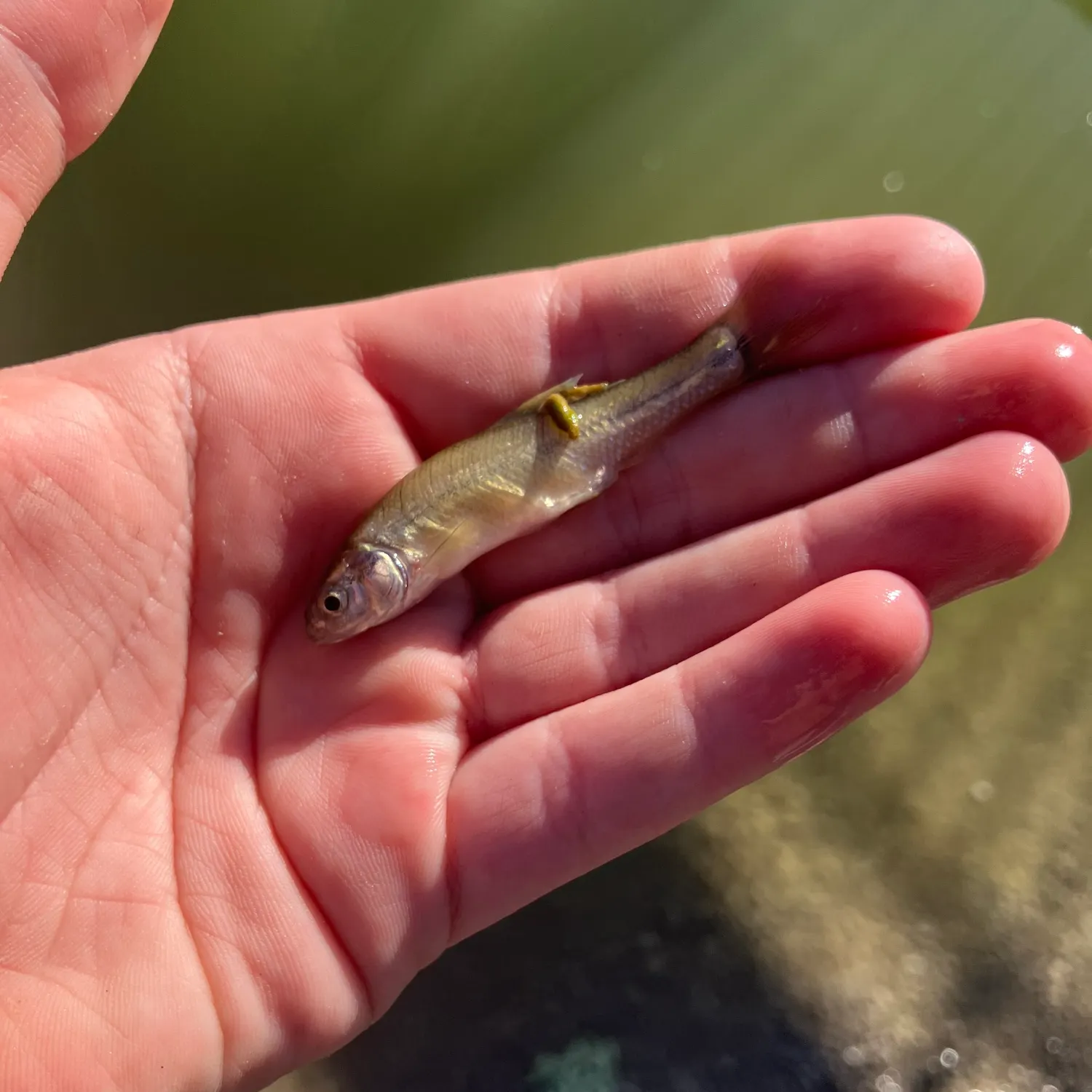 The most recent Common logperch catches on Fishbrain