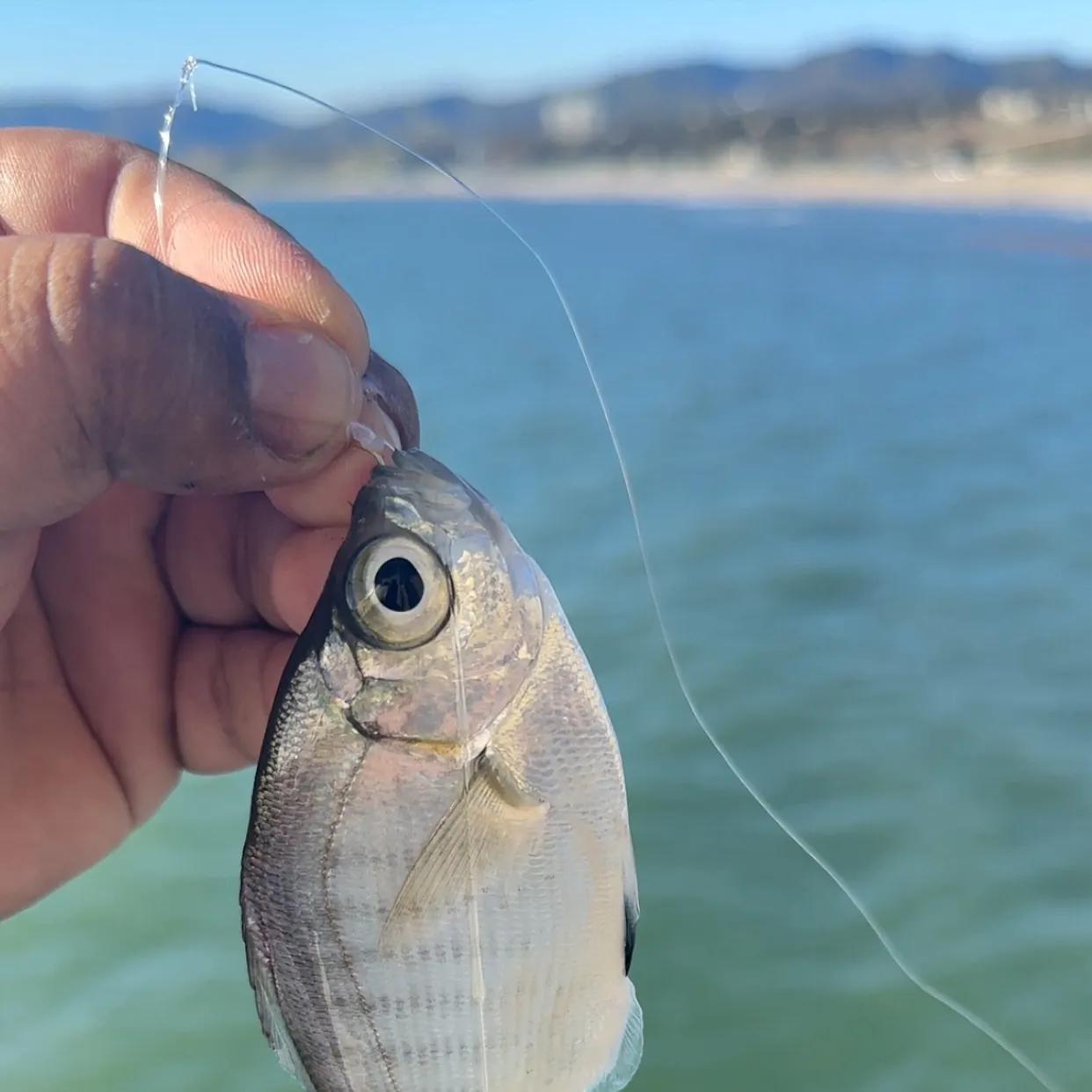 The most recent White seaperch catches on Fishbrain