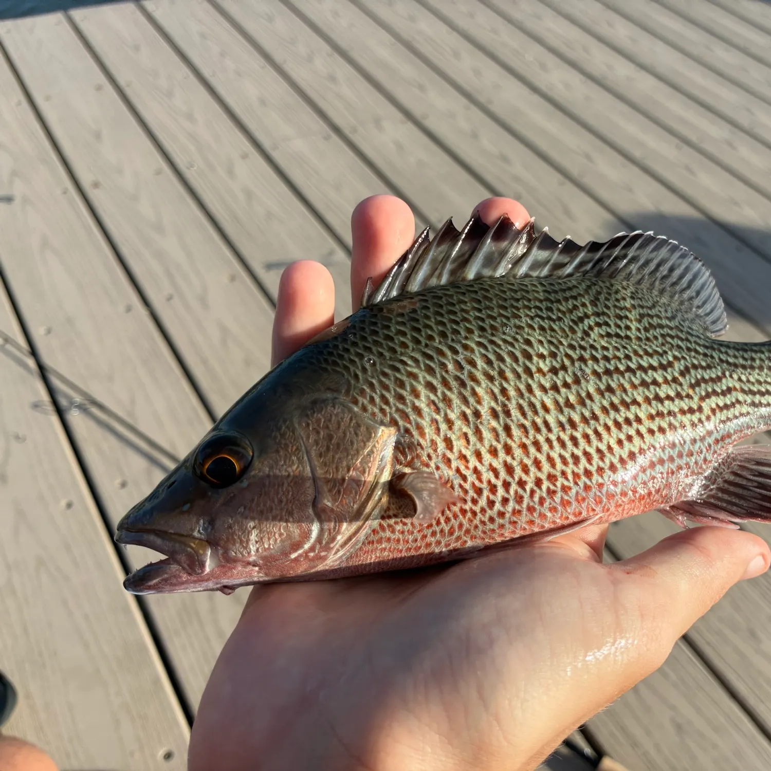 Mangrove snapper caught on Fishbrain