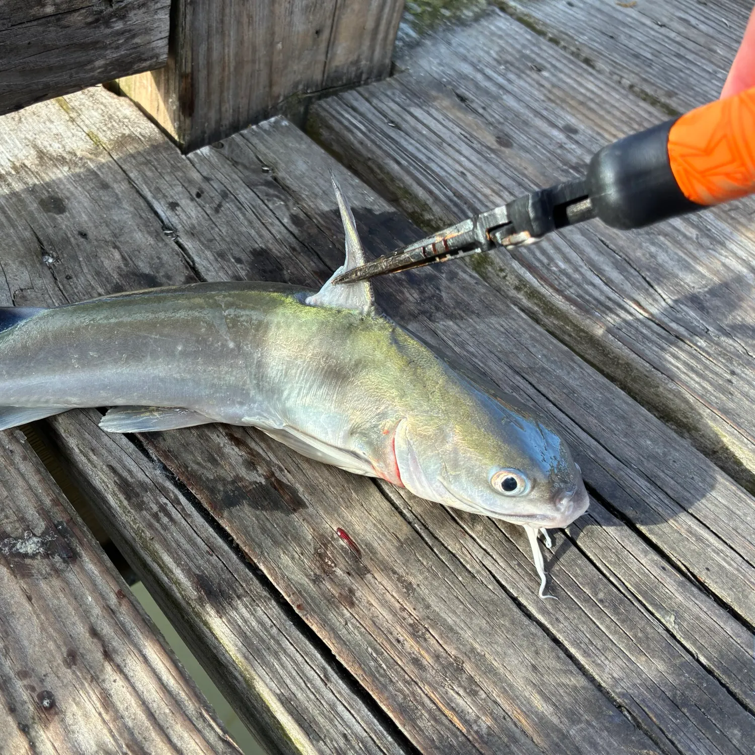 The most recent Hardhead sea catfish catches on Fishbrain