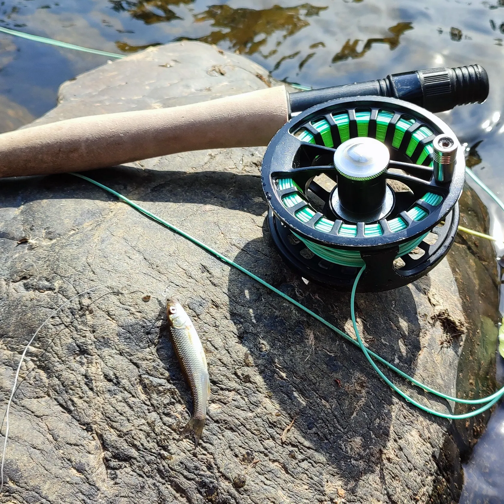 European chub caught on Fishbrain
