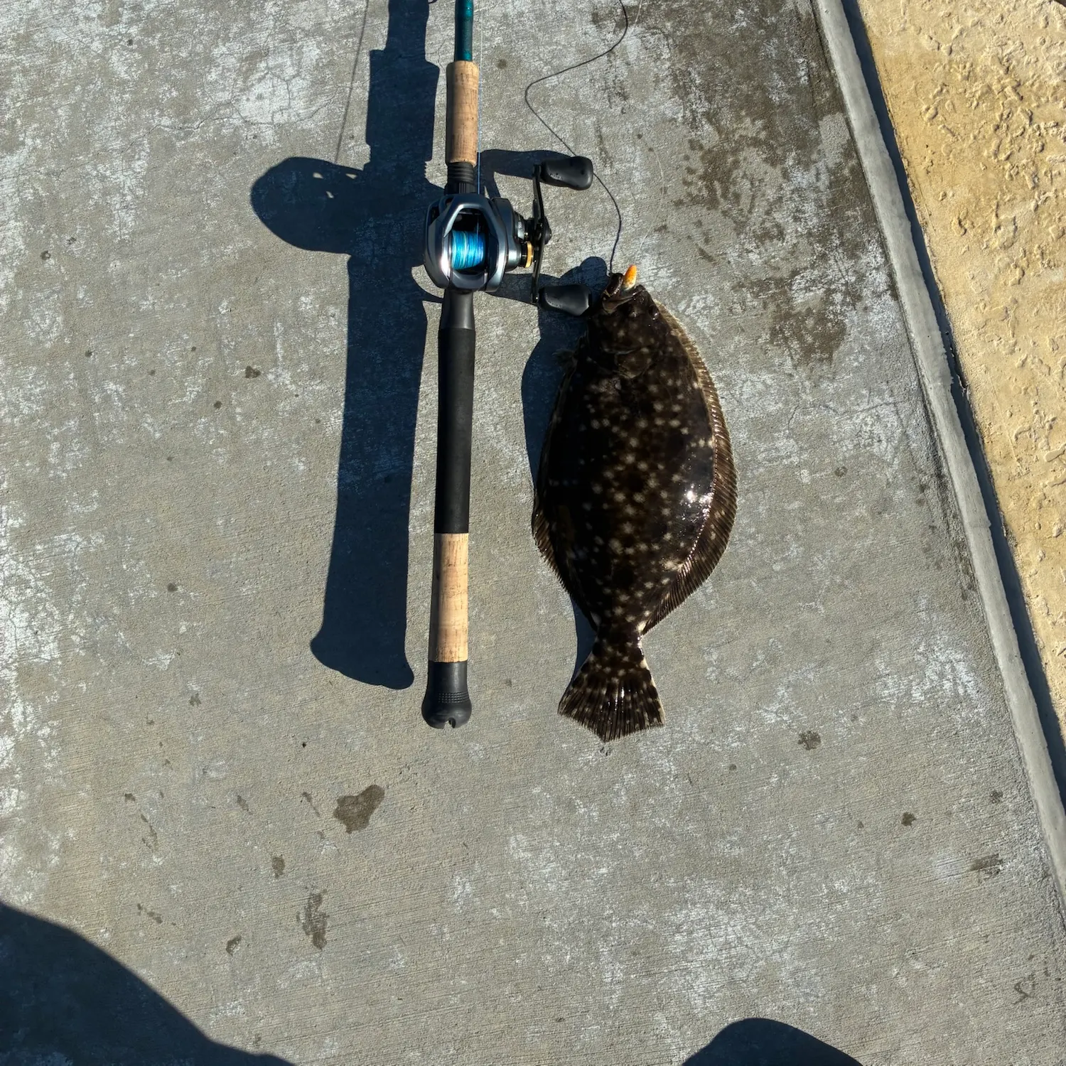 Summer flounder caught on Fishbrain