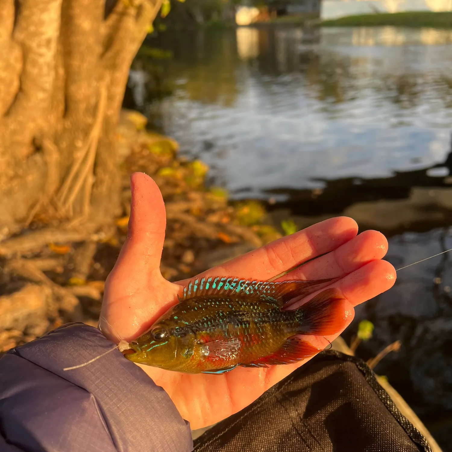 The most recent Yellowbelly cichlid catches on Fishbrain