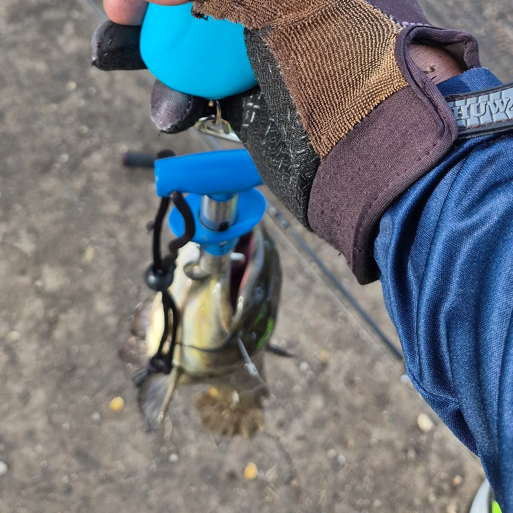 The most recent Yellow bullhead catches on Fishbrain