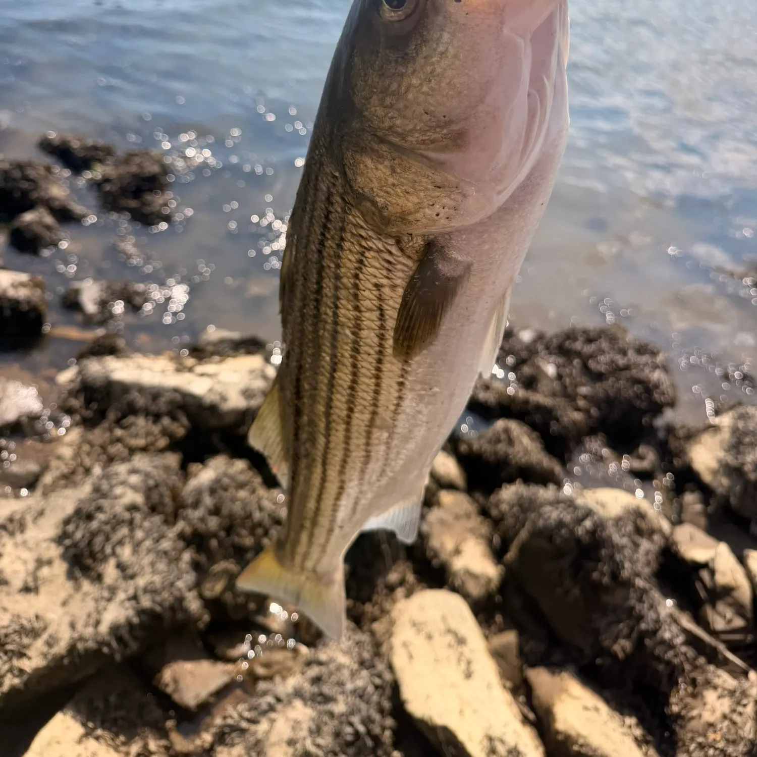 Striped bass caught on Fishbrain