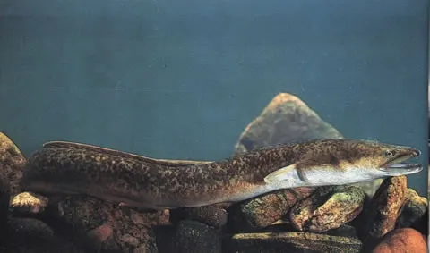 Giant mottled eel