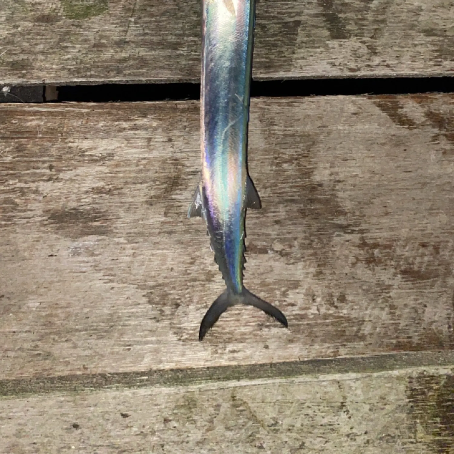 angler catch