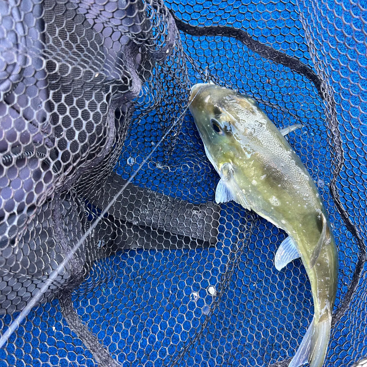 The most recent Smooth puffer catches on Fishbrain