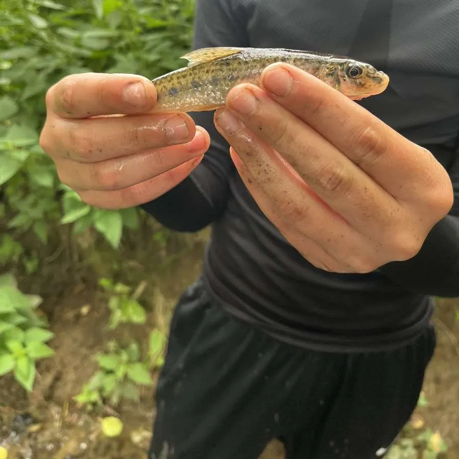 The most recent Northern hogsucker catches on Fishbrain